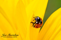 _E5A7888v2-croppedv2-web-logo-900-Insect