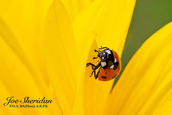 _E5A7888v2-croppedv2-web-logo-900-Insect