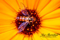 _E5A7905v2-cropped-2nd-DeNoise-web-logo-900-Insect