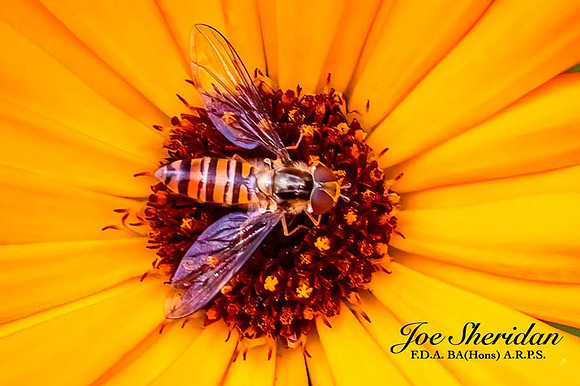 _E5A7905v2-cropped-2nd-DeNoise-web-logo-900-Insect