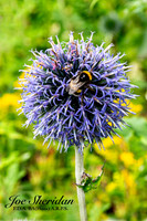 _E5A7918v3-cropped-web-logo-900-FB-Insect