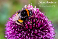 _E5A7946v2-cropped-web-logo-900-FB-Bee