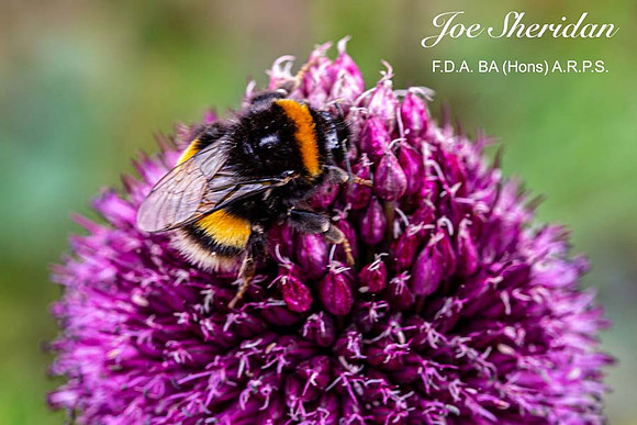 _E5A7946v2-cropped-web-logo-900-FB-Bee