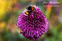 _E5A7943v2-cropped-web-logo-900-FB-Bee