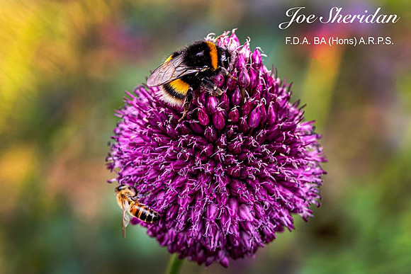 _E5A7943v2-cropped-web-logo-900-FB-Bee