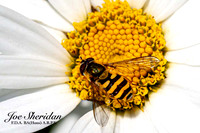_E5A7868v2-crop2-web-logo-900-FB-Insect