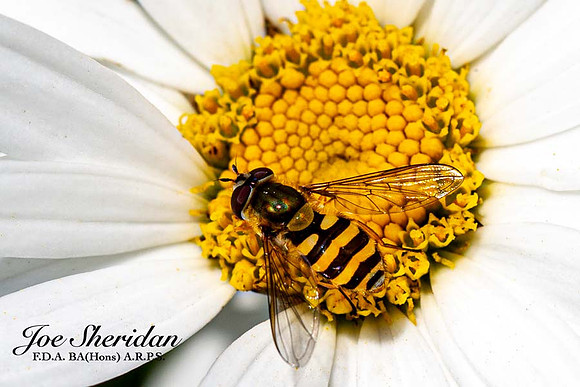 _E5A7868v2-crop2-web-logo-900-FB-Insect