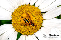 Insects at Crook Hall, Durham 25.07.23