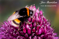 _E5A7942v2-cropped-web-logo-900-FB-Bee