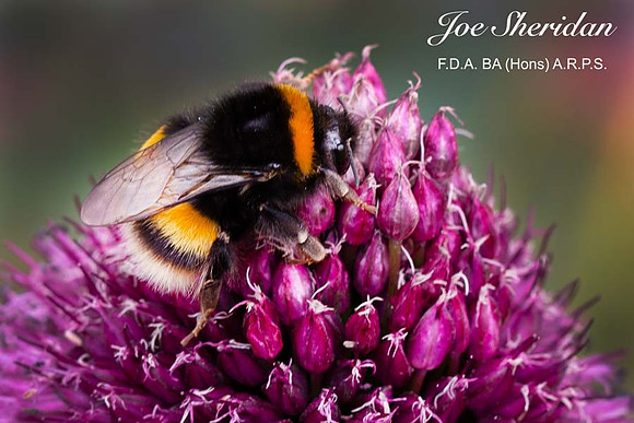 _E5A7942v2-cropped-web-logo-900-FB-Bee