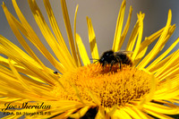 L1048458v2-web-logo-1200-Garden