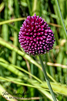 L1048449v2-web-logo-1200-Garden