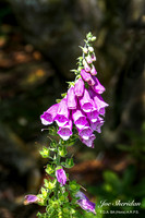 L1048469v2-web-logo-1200-Garden