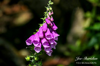 L1048470v2-web-logo-1200-Gardens