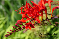 L1048448v2-cropped-1-web-logo-1200-Garden