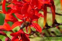 L1048448v2-cropped-2-web-logo-1200-Garden