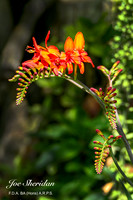 L1048468v2-web-logo-1200-Garden