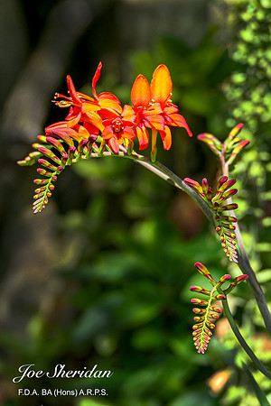 L1048468v2-web-logo-1200-Garden