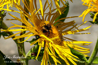 L1048461v2-cropped-web-logo-1200-Gardens