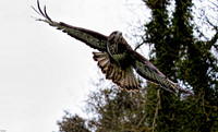 Large-hawk-flying-web
