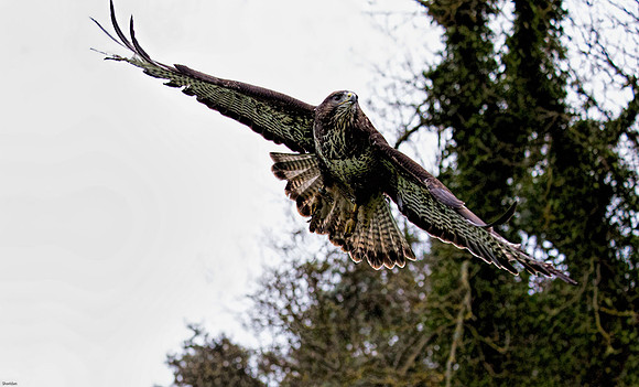 Large-hawk-flying-web