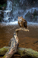 Birds of Prey