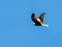 _1162060v2-Sharpen-web-1600