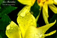 _E5A7981v2-web-logo-900-FB