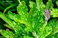 _E5A7978v2-eweb-logo-900-FB