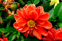 _E5A7992v2-web-logo-900-FB
