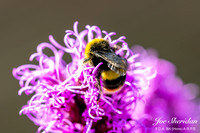Bees and insects in our garden.  12.08.2024